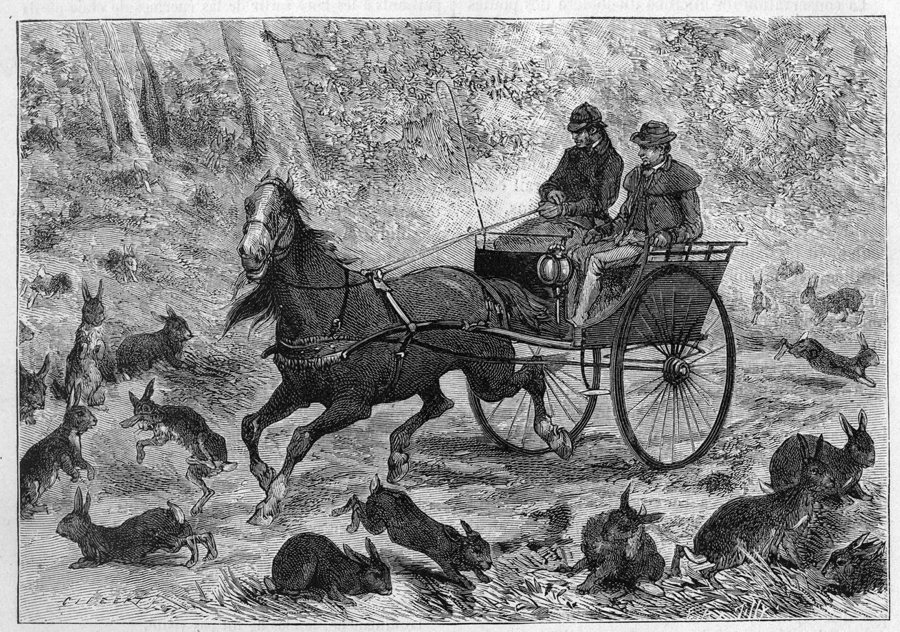 Sobrelotação de coelhos na Austrália: O carro do Sr. Williamson a passar por um bando de coelhos. Gravura em "La Nature: Revue des sciences et de leurs applications aux arts et a l