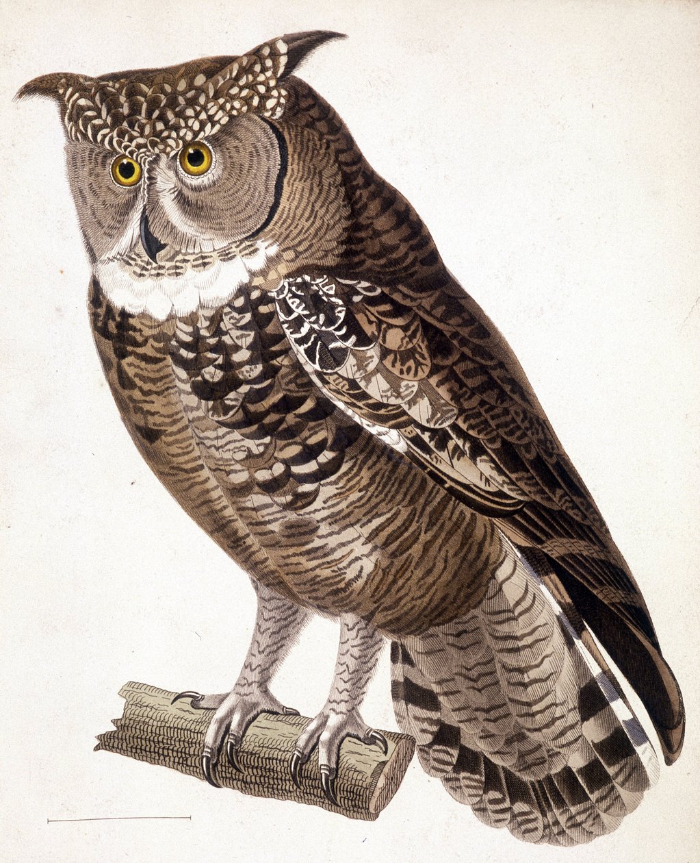 Raptor: Coruja africana. Gravura do século XIX de Unknown artist