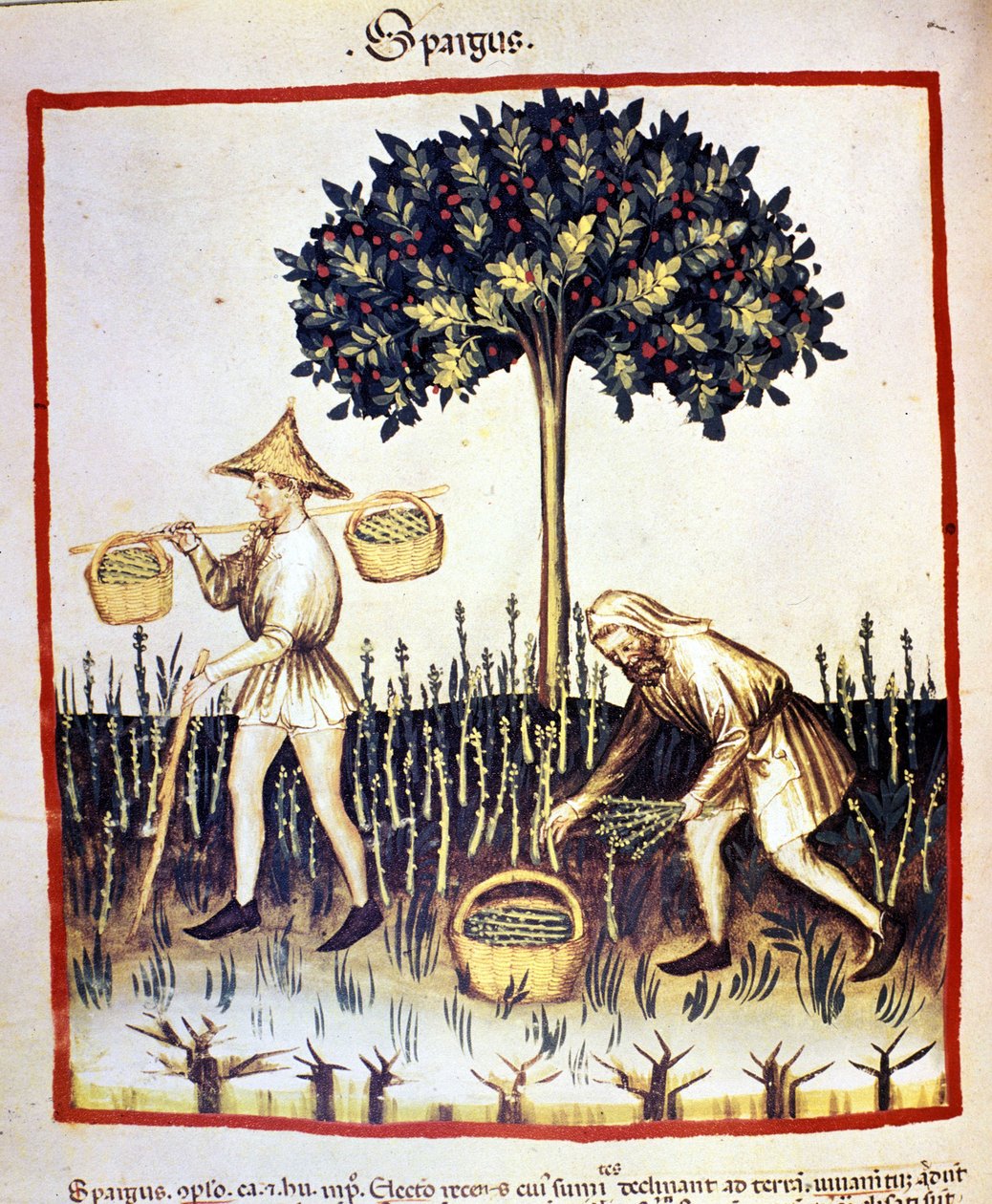 Espargos recoletos. Iluminação a partir da ordenha de medicamentos e dietética "Tacuinum sanitatis". de Unknown artist