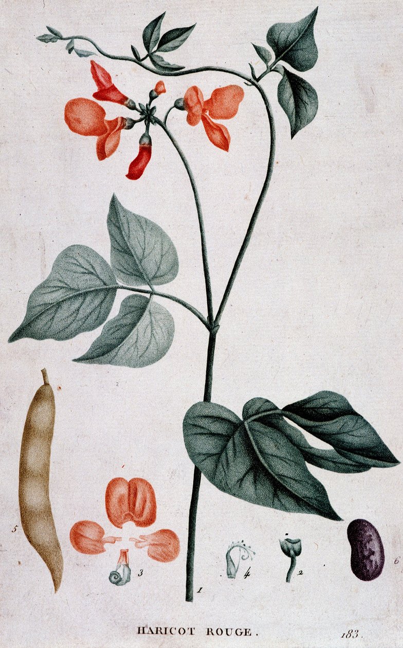Feijão Vermelho, Conselho Botânico de Unknown artist