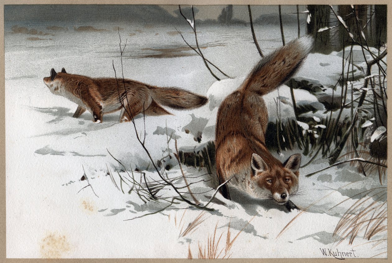 Red fox - A raposa vermelha (Vulpes vulpes) - gravura de "Brehm