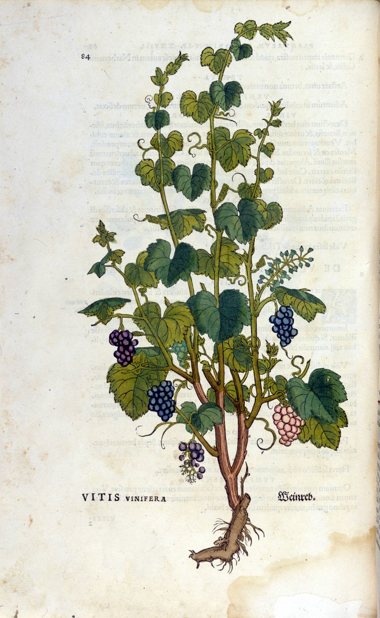 Videira vermelha. Herbário do século XIX. de Unknown artist