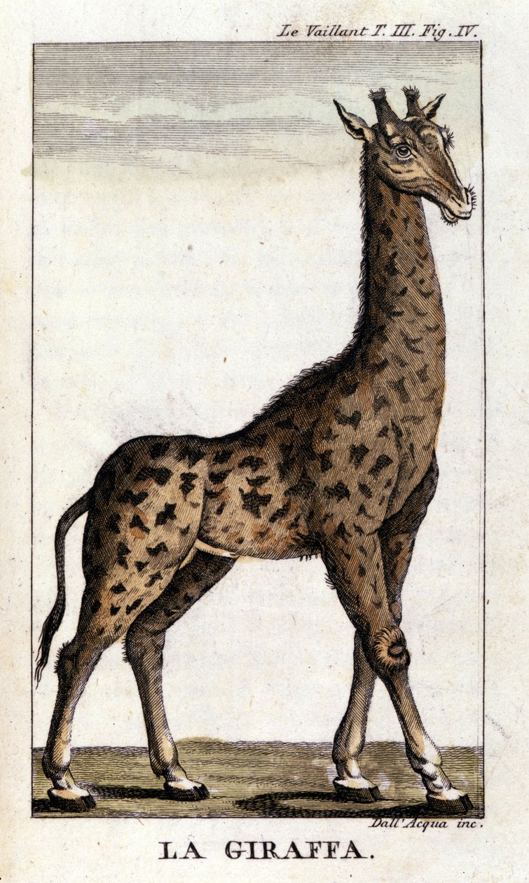 Representação de uma girafa. de Unknown artist