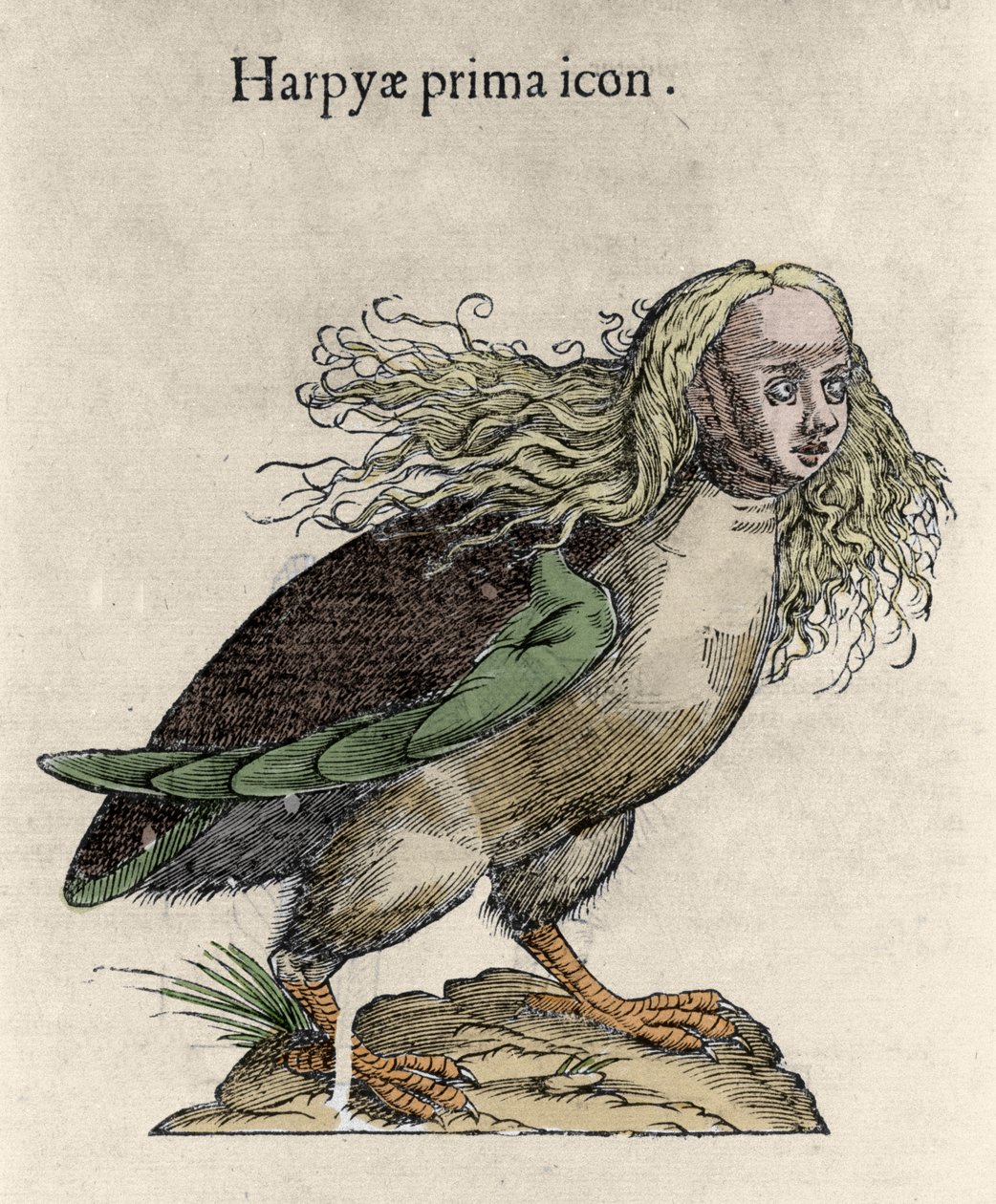 Representação de uma gravura de harpia de Ulisse Aldrovandi (1522-1605), "Monstrorum Historiae", Bolonha 1642 de Unknown artist