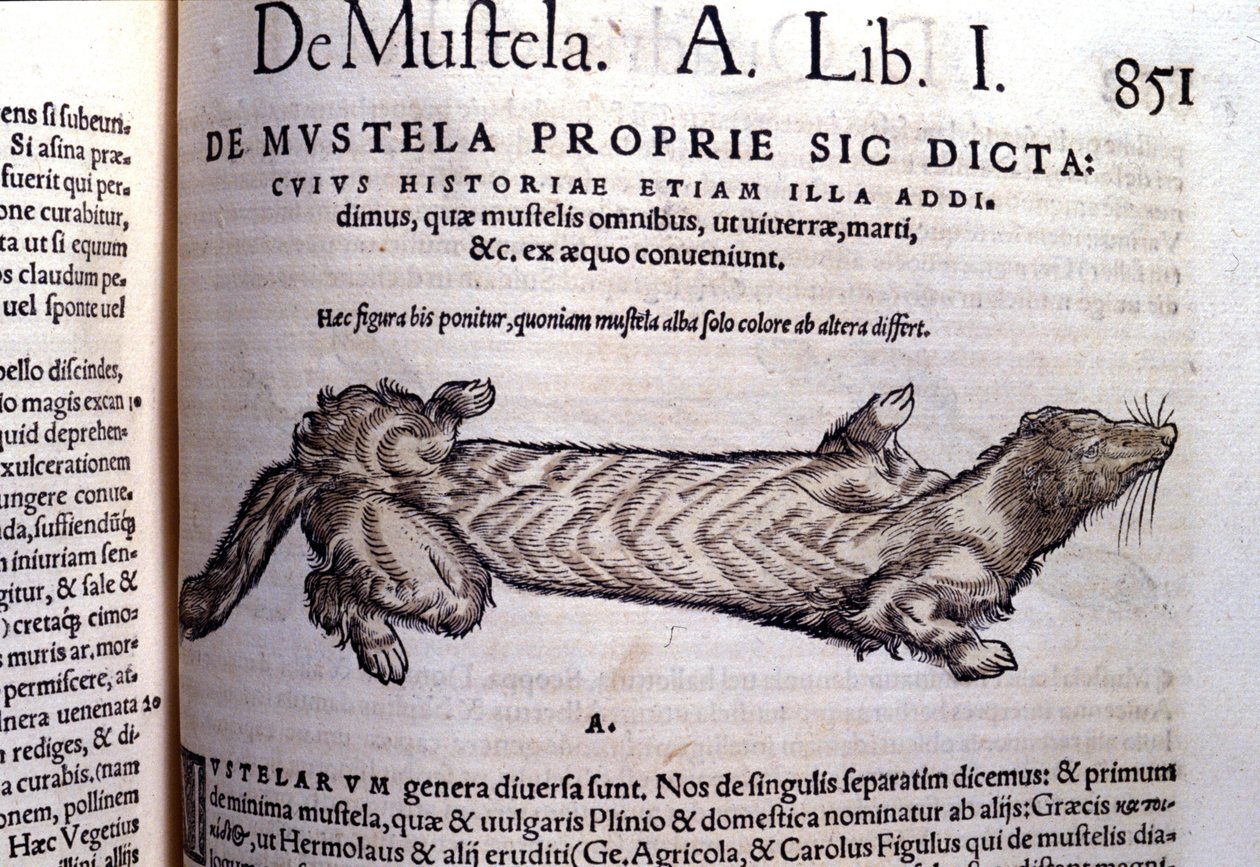 Representação de uma mustella (família de mustelídeos) relacionada com a doninha - em Historia Animalium por Conrad Gesner (1516 - 1565), Tiguri de Unknown artist