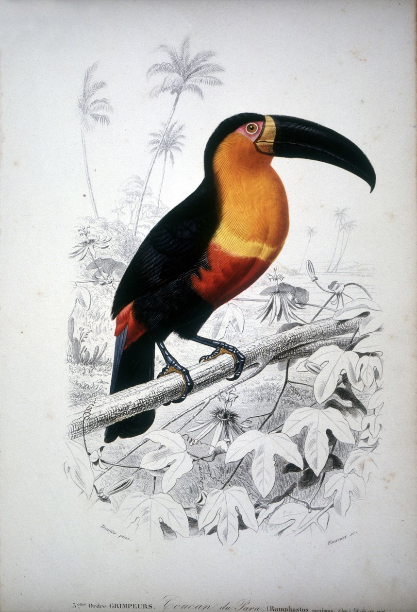 Representação de um tucano, ave da América do Sul. Gravura do século XIX. de Unknown artist
