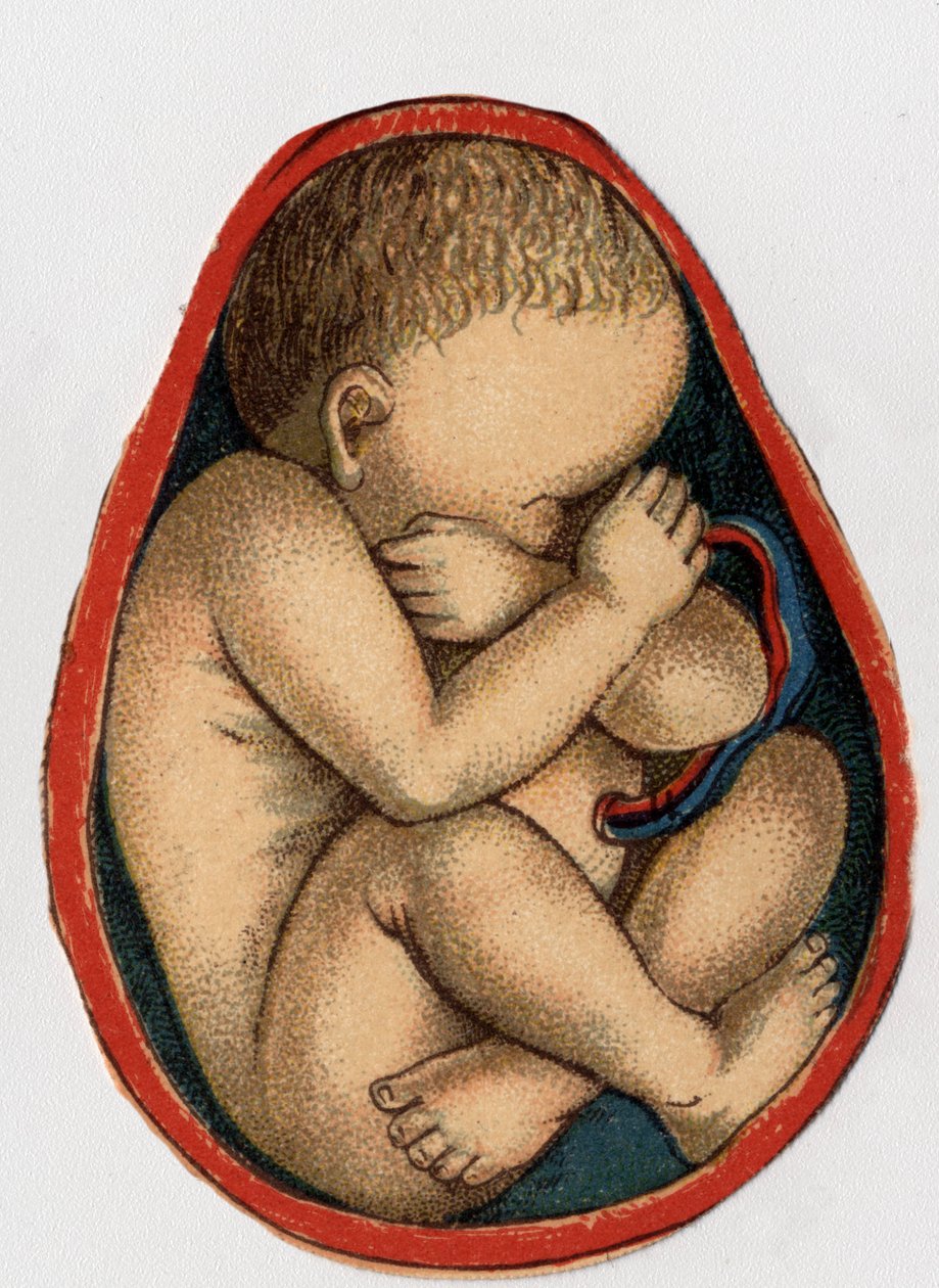 Representação de um útero com gravidez. "A nova medicação natural" por F.E. Bilz.1898. de Unknown artist