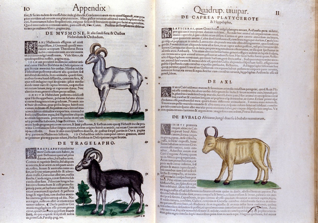 Representação de ovelhas, búfalos... - in Historia Animalium por Conrad Gesner (1516 - 1565), Tiguri de Unknown artist