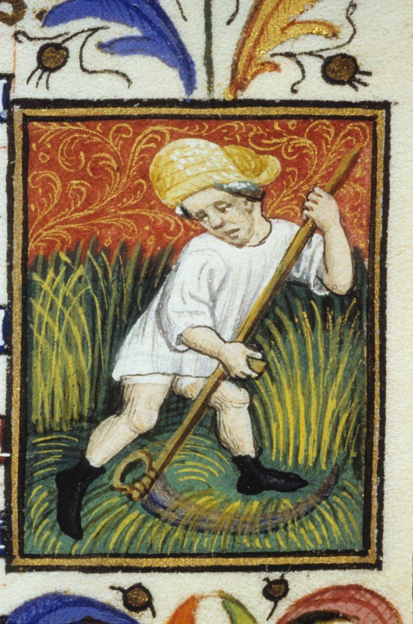 Representação do mês de Junho. Um camponês que corta trigo verde. Miniatura de um manuscrito do século XIV. de Unknown artist