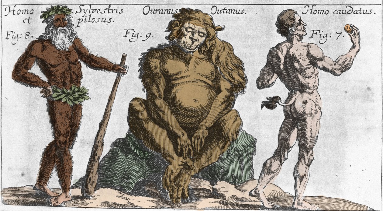 Representações de várias criaturas monstruosas: um homem da floresta ou peludo, um macaco orangotango (orang-utan, orangot outang, orang-utang) e um homem com uma cauda. Placa de "Mundi Mirabilis Oeconomia" de Johamm Zahn, sd. 1696. Milanês . de Unknown artist