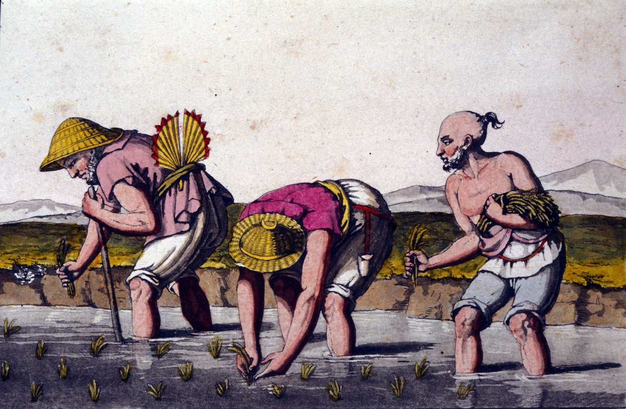 Cultivo de arroz na China. Impressão do século XIX. de Unknown artist