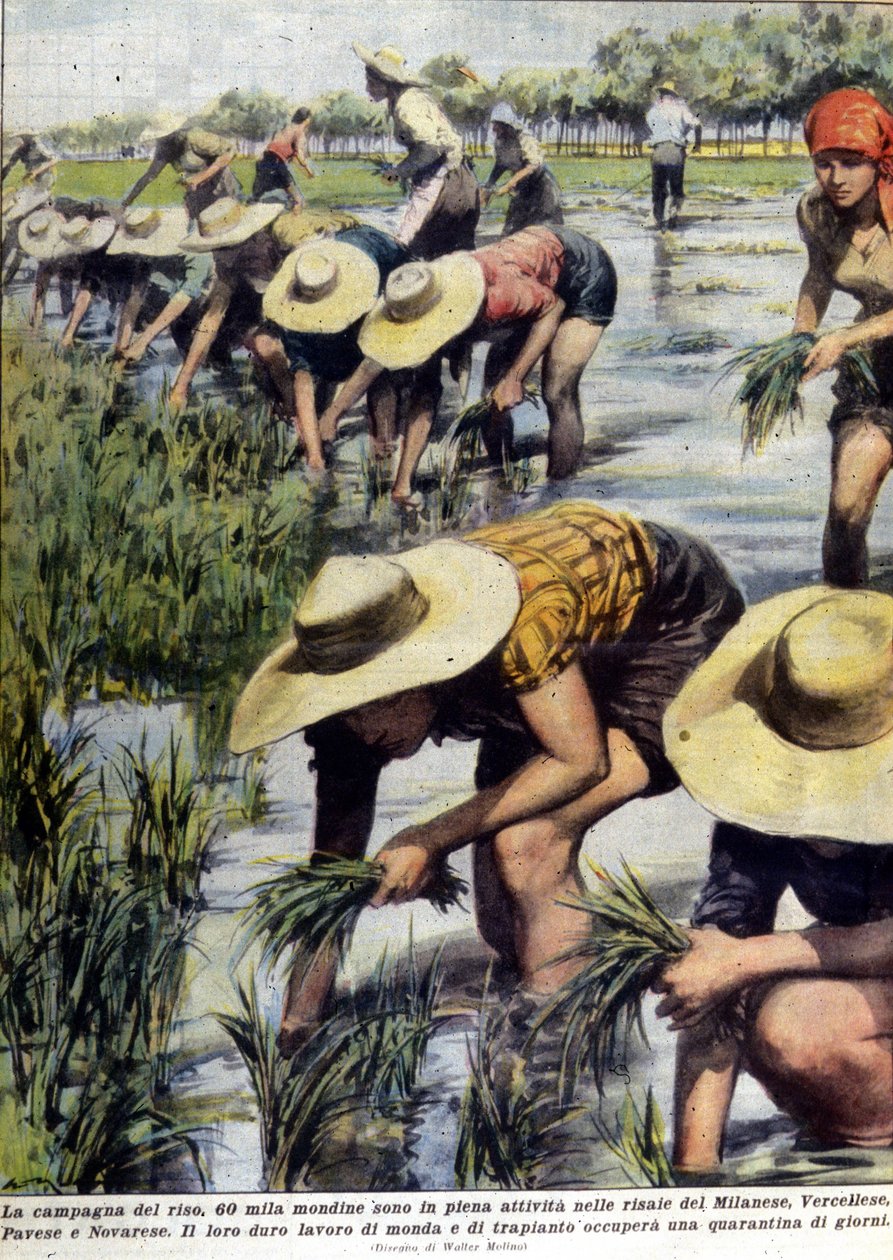 Replantação de arroz nos arredores de Milão em 1954. de Unknown artist