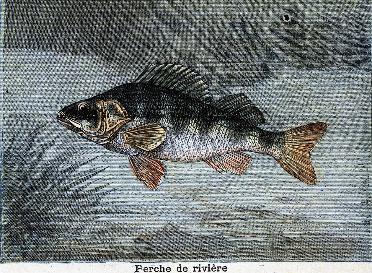 Empoleirar-se no rio. Gravura a partir de 1897 de Unknown artist