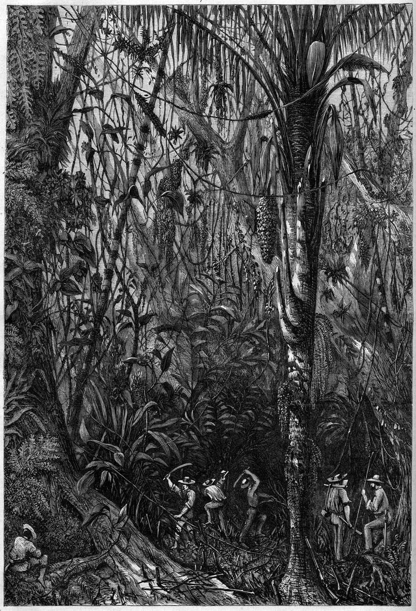 Desenvolvimento rodoviário na América Central: A perfuração da estrada nicaraguense através de uma floresta virgem (desmatamento). Desenho do Tenente Olivier, membro da expedição do Capitão Bedford Pim (1826-1886). Gravura em "O Universo Ilustre". de Unknown artist