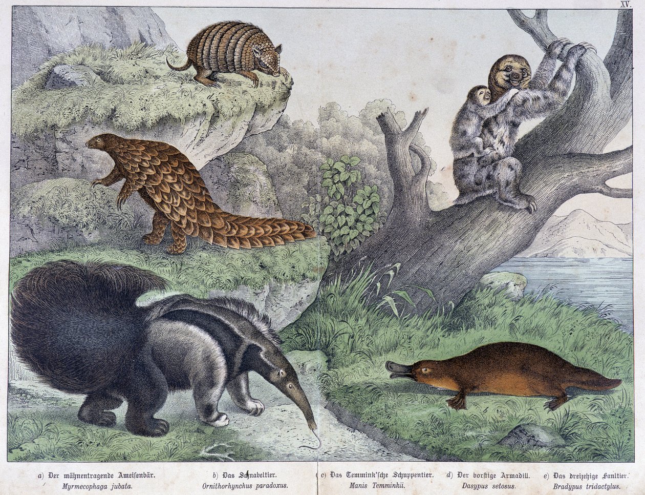 Roedor: Tatou, preguiçoso, formiga - em "Histórias naturais de mamíferos", Ed. Schreiber de Unknown artist