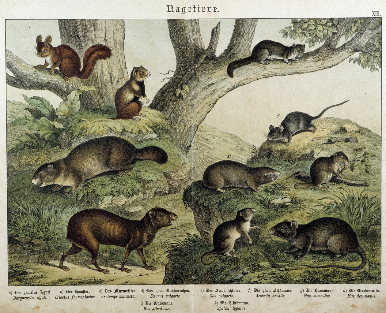 Roedor: esquilo... - em "Histoires naturelles des mammals", Ed. Schreiber de Unknown artist