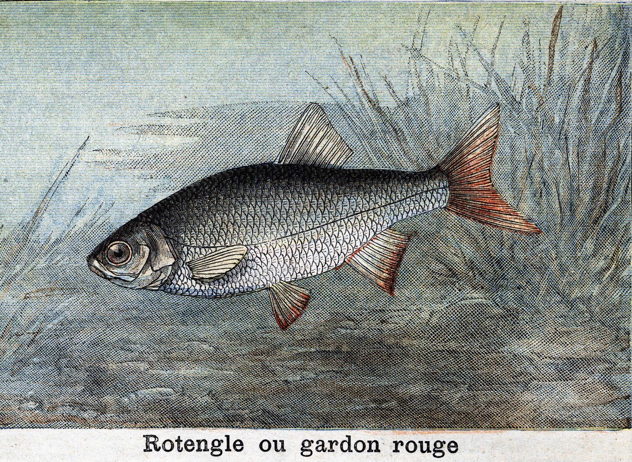 Rotengle ou barata vermelha Gravação a partir de 1898 de Unknown artist