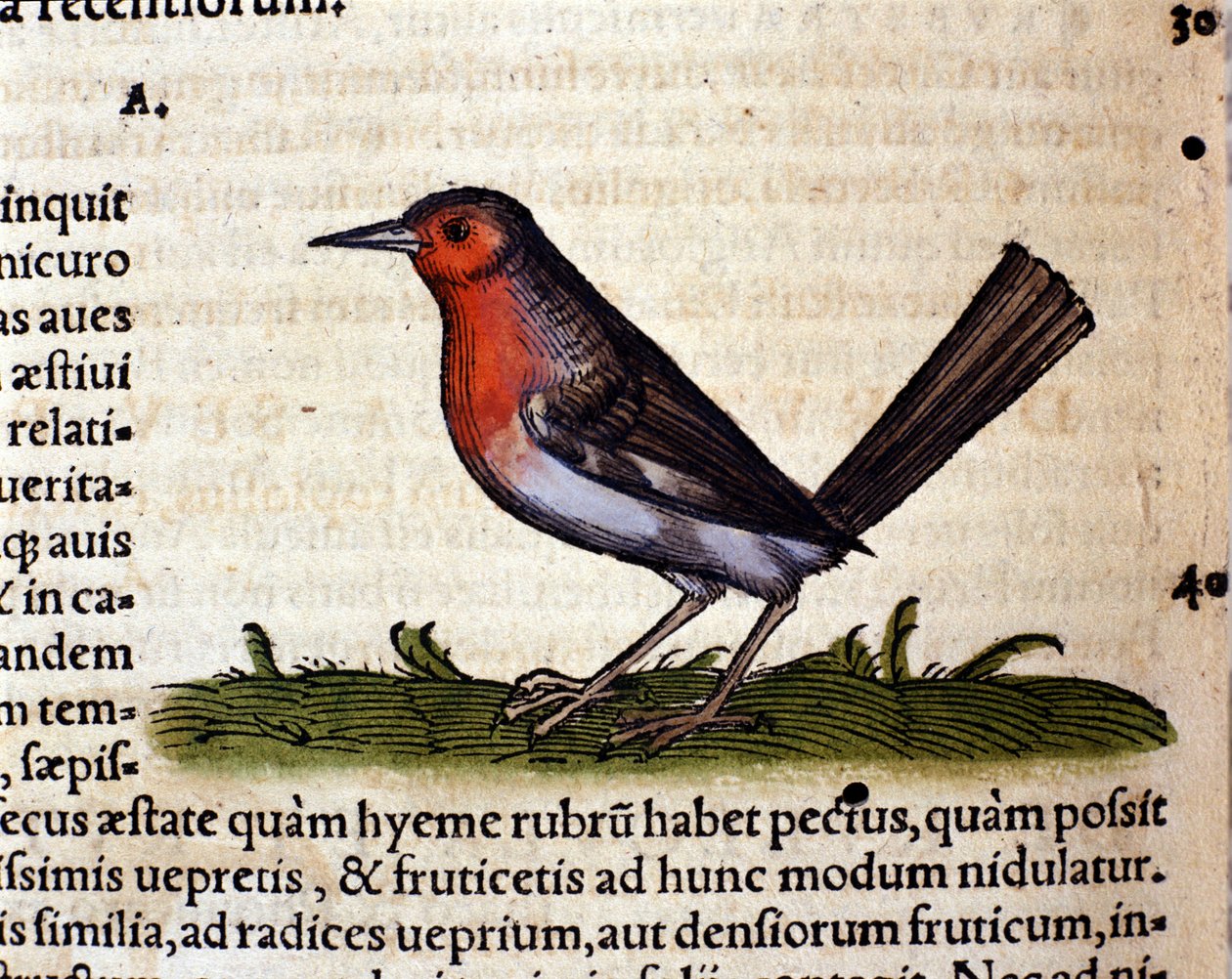Rouge after the Historia Animalium de Conrad Gesner, Tiguri 1560. Biblioteca nazionale Braidense. Milão de Unknown artist