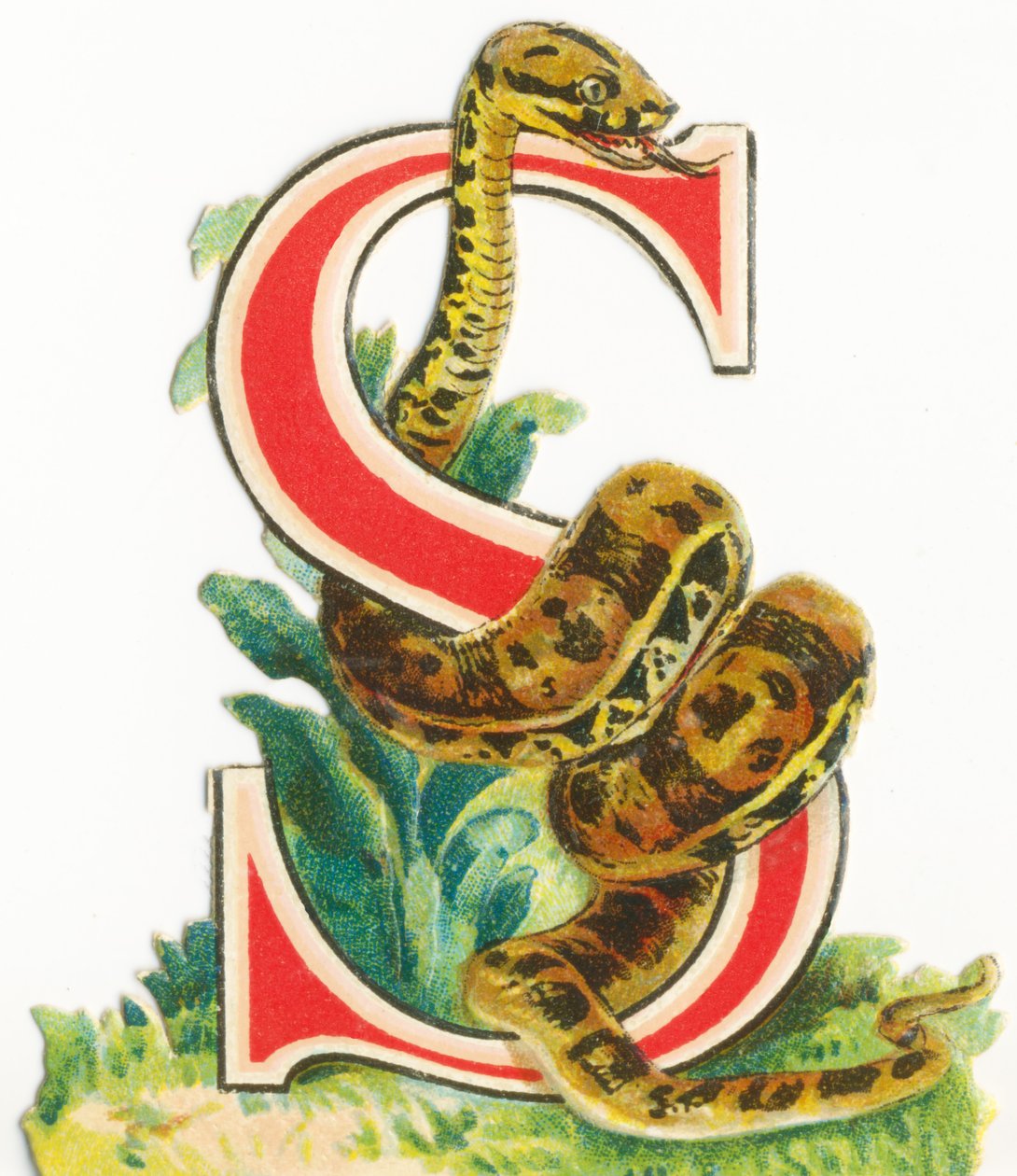 S: cobra de Unknown artist