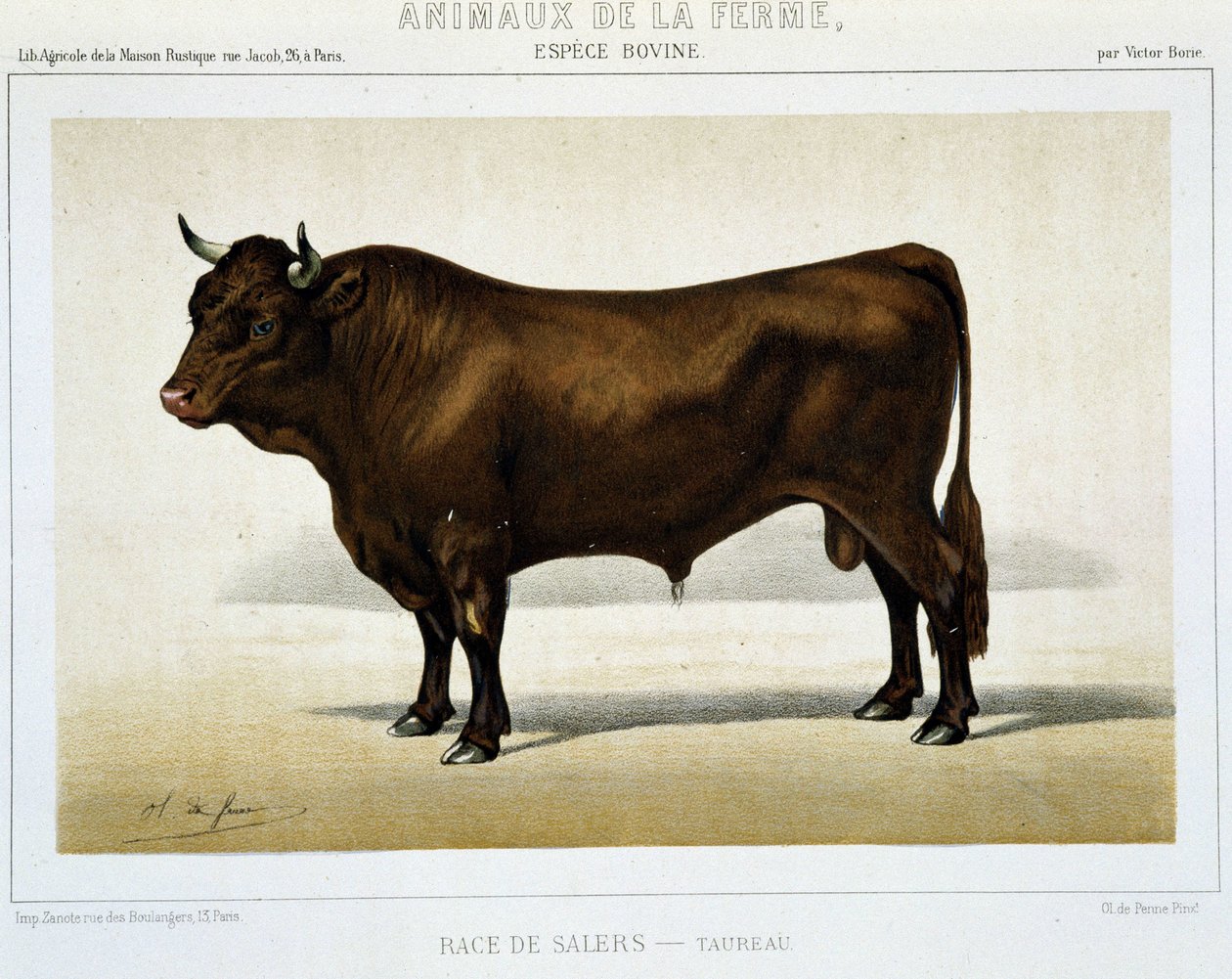 Salers Breed Taurus - em "Animais de Fazenda". de Unknown artist
