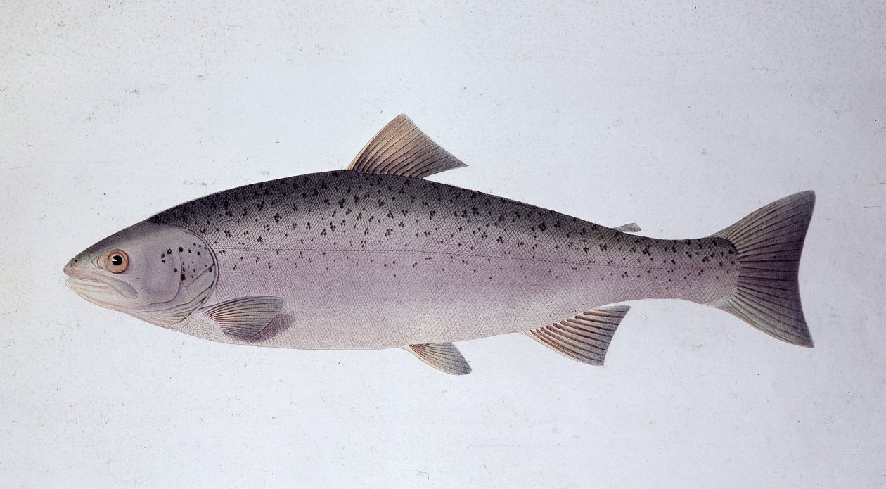 Truta salmoneira - Quadro de história natural de Unknown artist