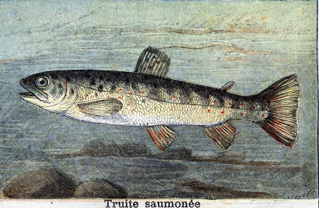 Gravura em truta salmoneira a partir de 1898 de Unknown artist