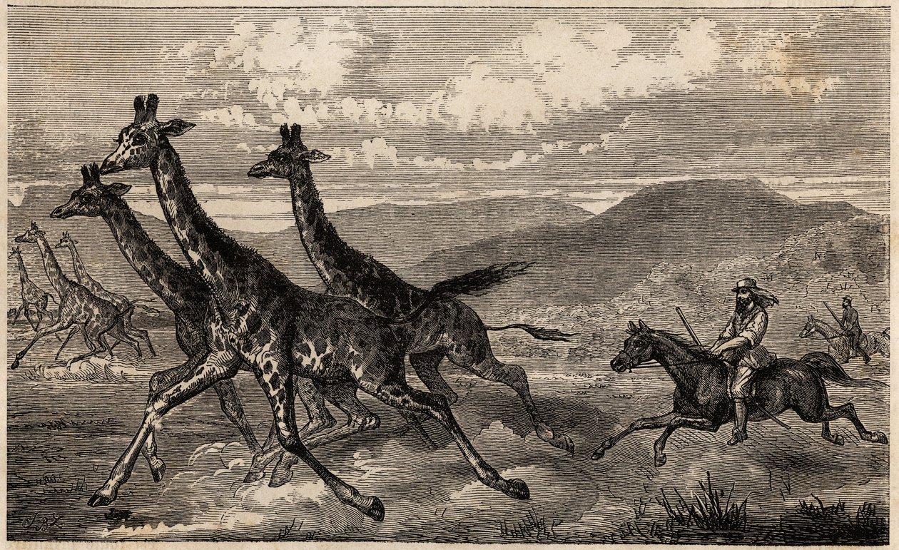 Samuel W. Baker caçando girafa na África Central, na região do Alto Nilo. Engravure pour illustration le voyage au lac Albert, en 1861-1864, de Sir Samuel White Baker, in "Le tour du monde, nouveau journal des voyages" publicado sob a direcção de Ed de Unknown artist