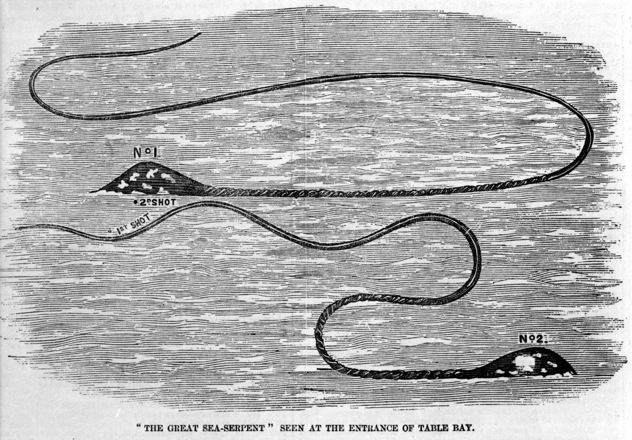 Cobra marinha vista em 1850 na entrada da Baía da Mesa na África do Sul. A forma da cabeça e da cauda longa do animal sugere que são os dois tentáculos de uma lula gigante. Gravura da era. de Unknown artist