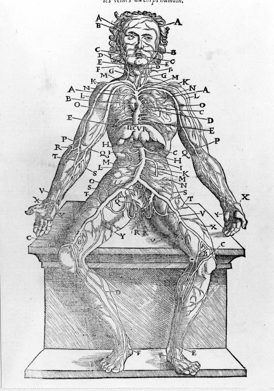 Secção de um corpo humano de W. H. Ryff Descrição anatómica de todas as partes do corpo humano impressa em Paris em 1545 de Unknown artist