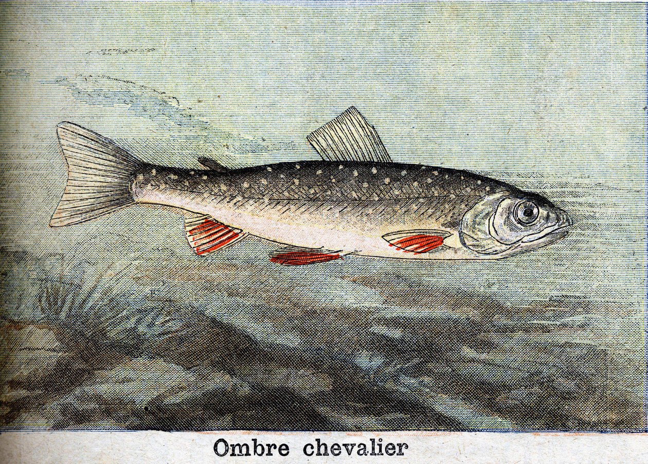 Gravura do Cavaleiro das Sombras de 1898 de Unknown artist