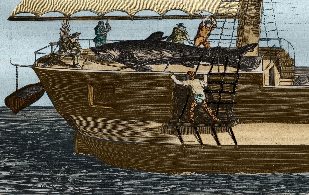Pesca ao tubarão. Gravura de 1859 em "O Museu de Ciências". de Unknown artist