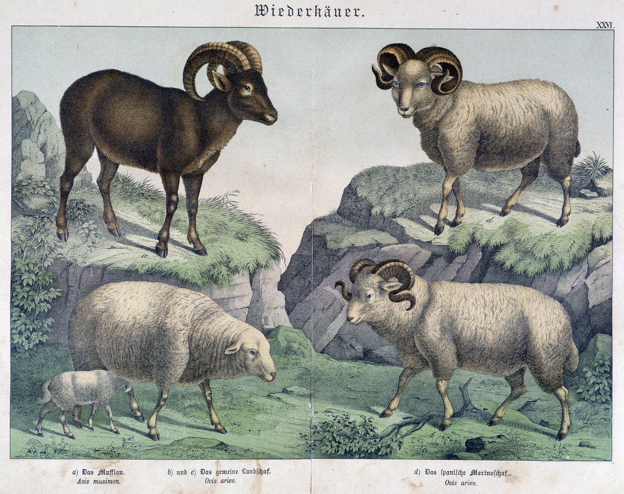 Ovelhas: Ovelhas, carneiro, ibex - em "Histoires naturelles des mammals", ed. Schreiber de Unknown artist
