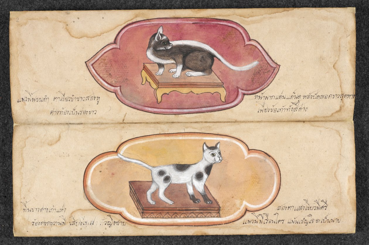 Gatos siameses de Unknown artist