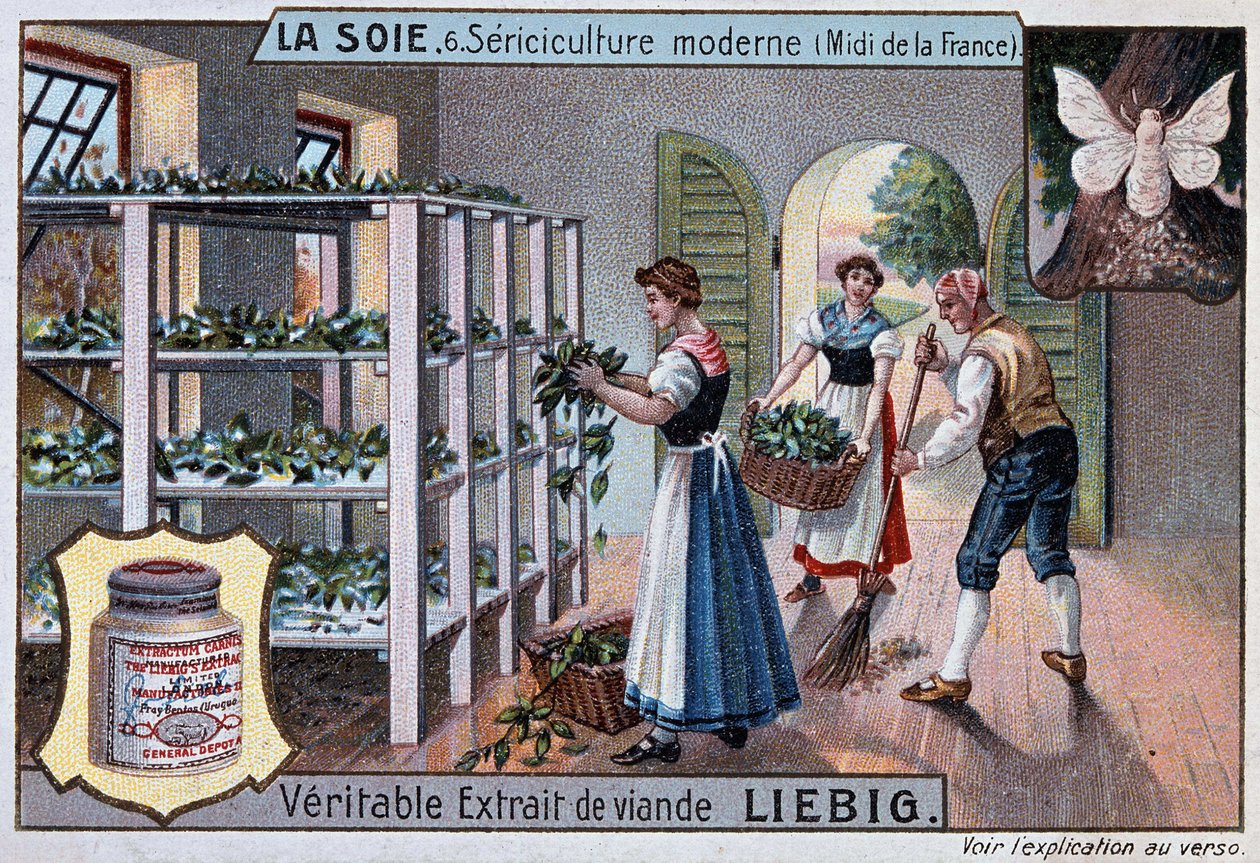 Seda: oficina da seda no sul da França, Liebig publicidade, v. 1895 de Unknown artist