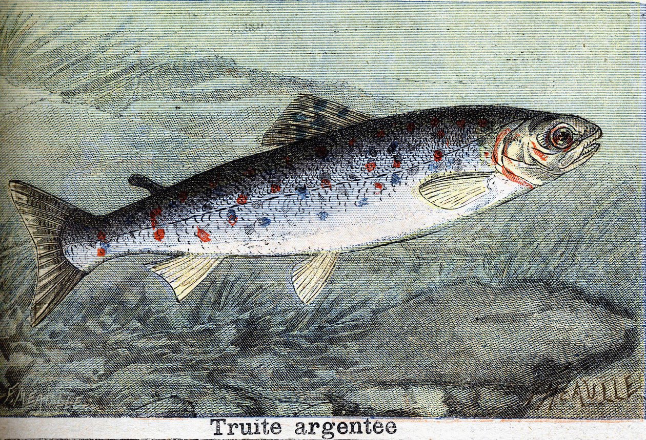 Gravura em trutas de prata de 1898 de Unknown artist