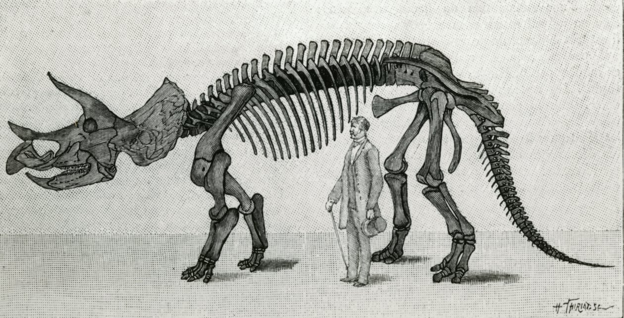 Esqueleto de um Triceratops prorsus de Unknown artist