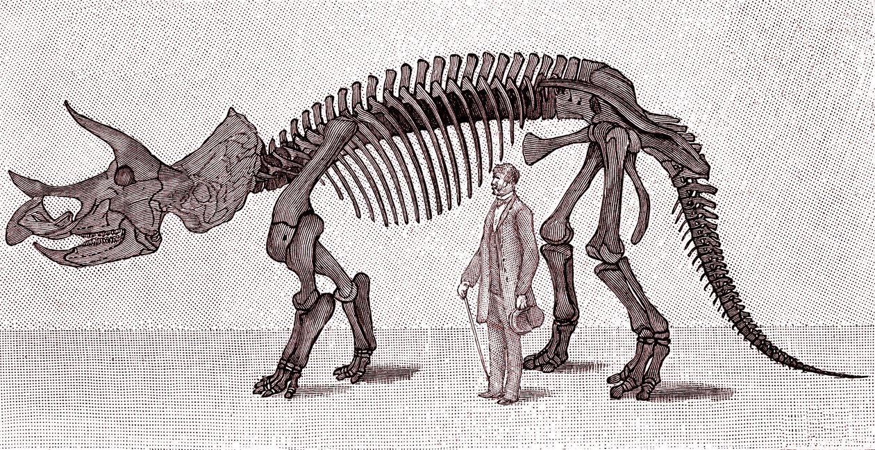 Esqueleto de um Triceratops prorsus de Unknown artist