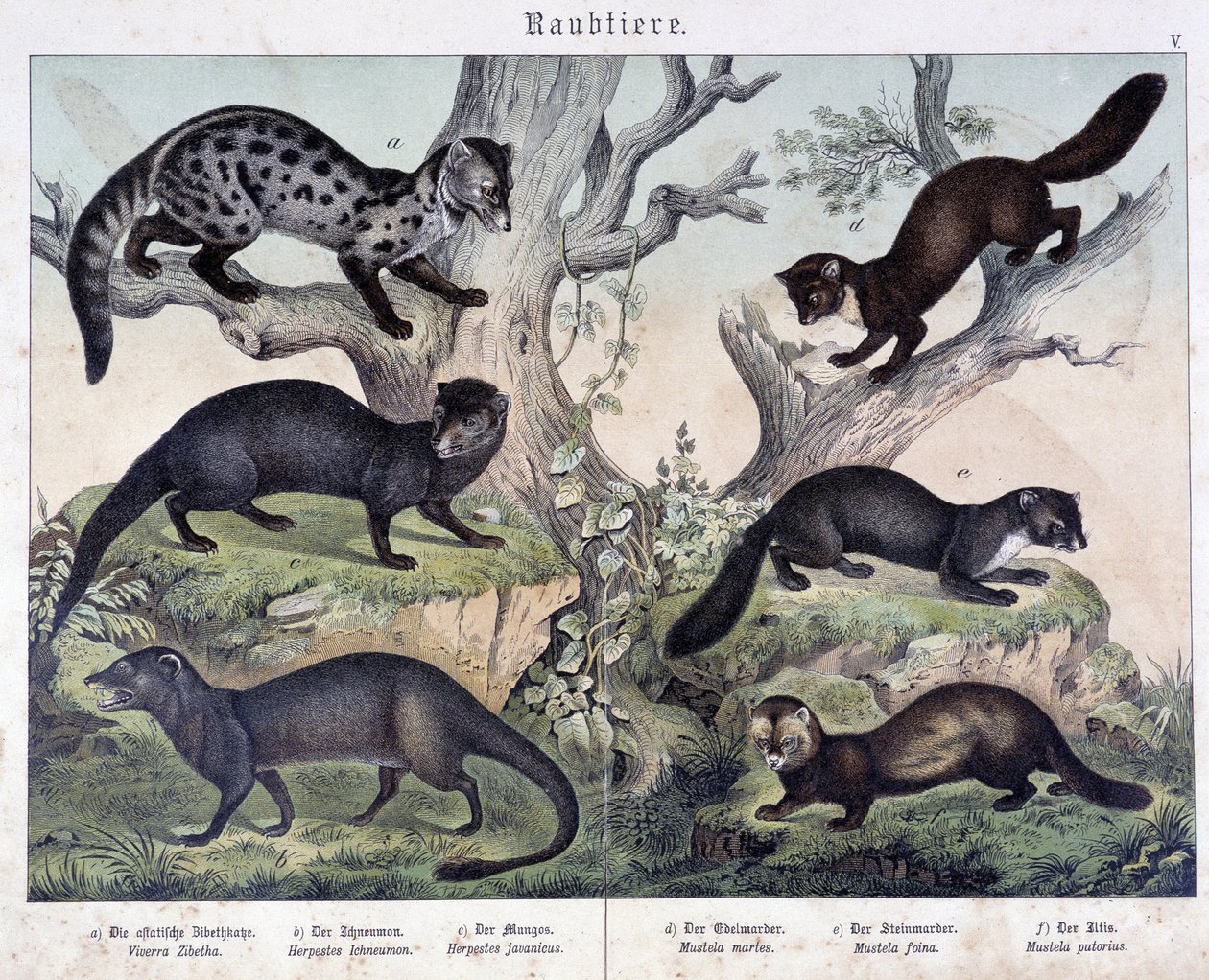 Pequenos caruasiers. em "Histoires naturelles des mammals", Ed. Schreiber de Unknown artist