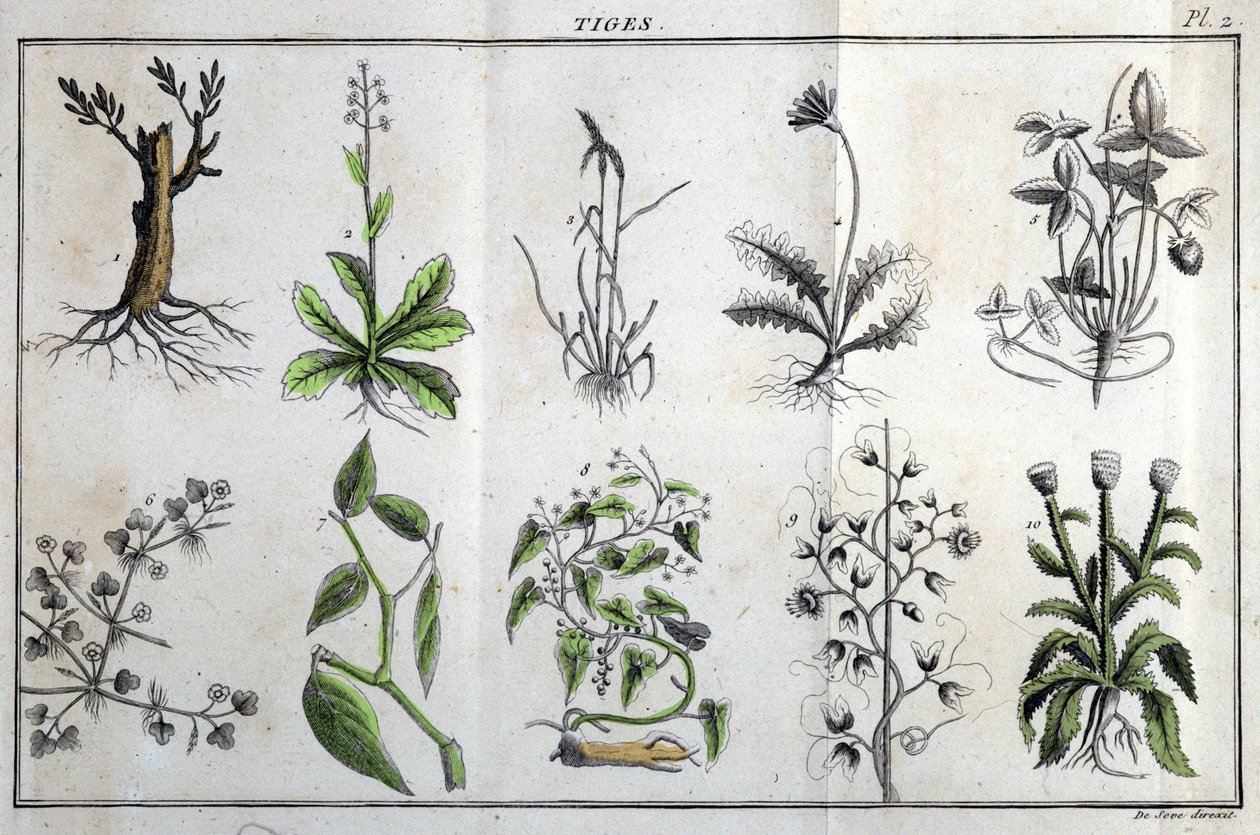 Caules: em "Flora Françoise, ou uma breve descrição de todas as plantas que crescem naturalmente em França, organizadas de acordo com um novo método de análise ao qual a citação das suas virtudes menos equívocas na medicina e a sua utilidade nas artes" por de Unknown artist