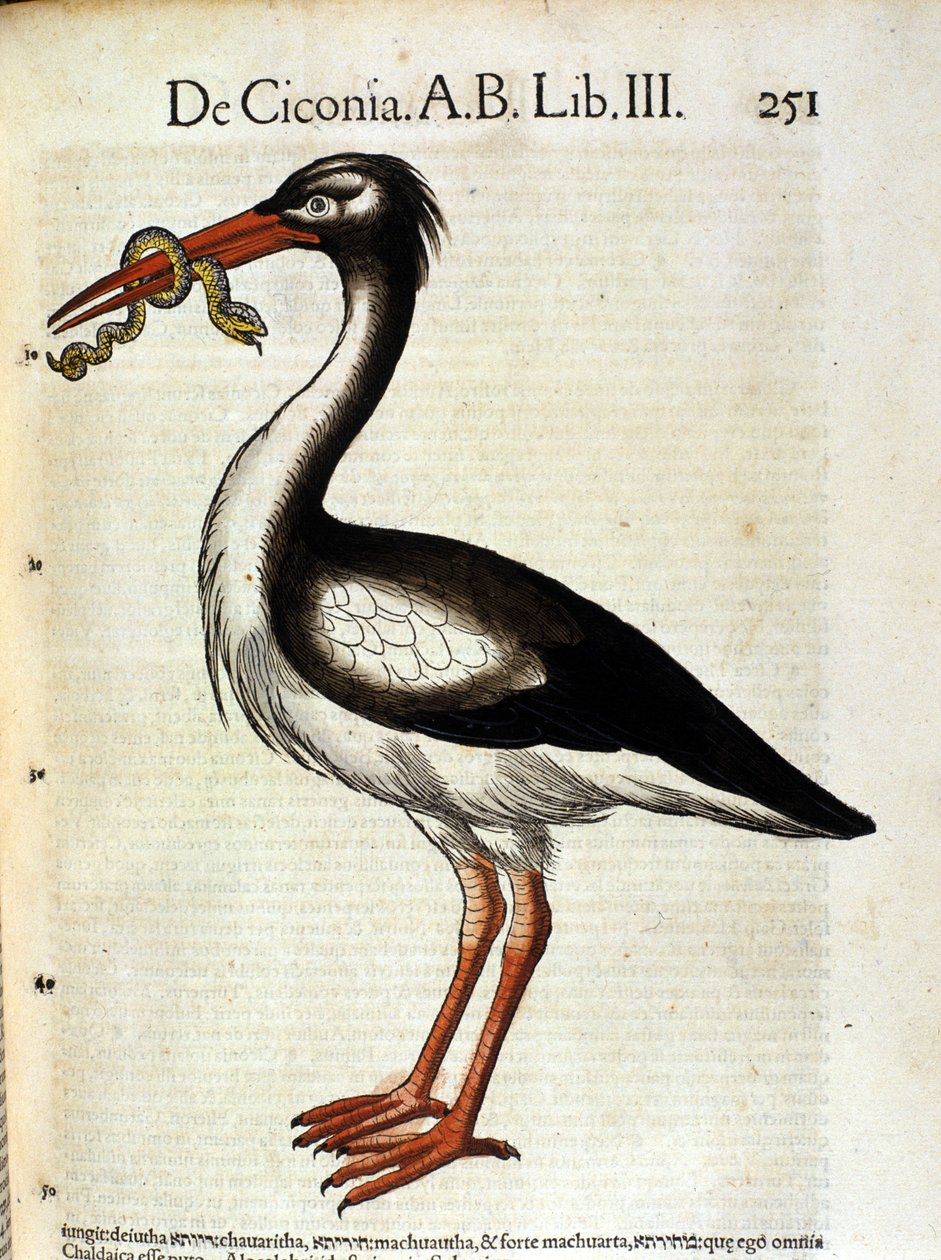Stork depois da Historia Animalium de Conrad Gesner, Tiguri 1560. Biblioteca nazionale Braidense. Milão de Unknown artist