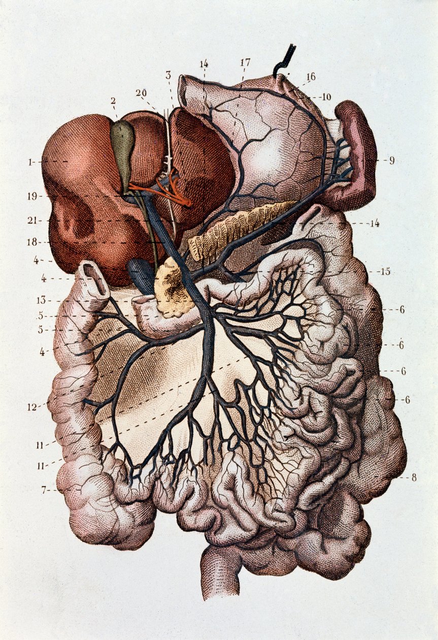 Estudo do cérebro humano, hemisférios cerebrais e cerebelo (gravura de Unknown artist