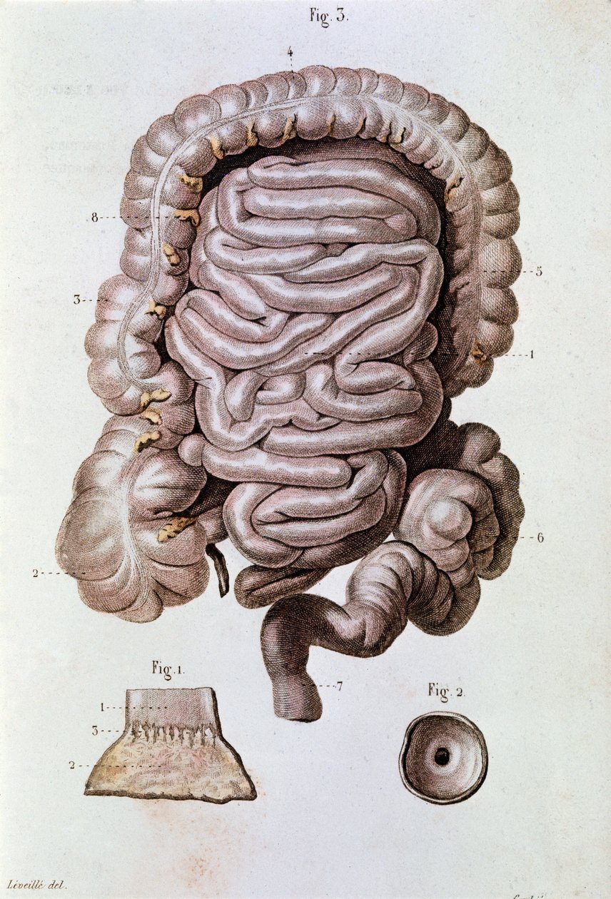 Estudo do intestino humano (intestino delgado), duodeno e intestino delgado (gravura de Unknown artist
