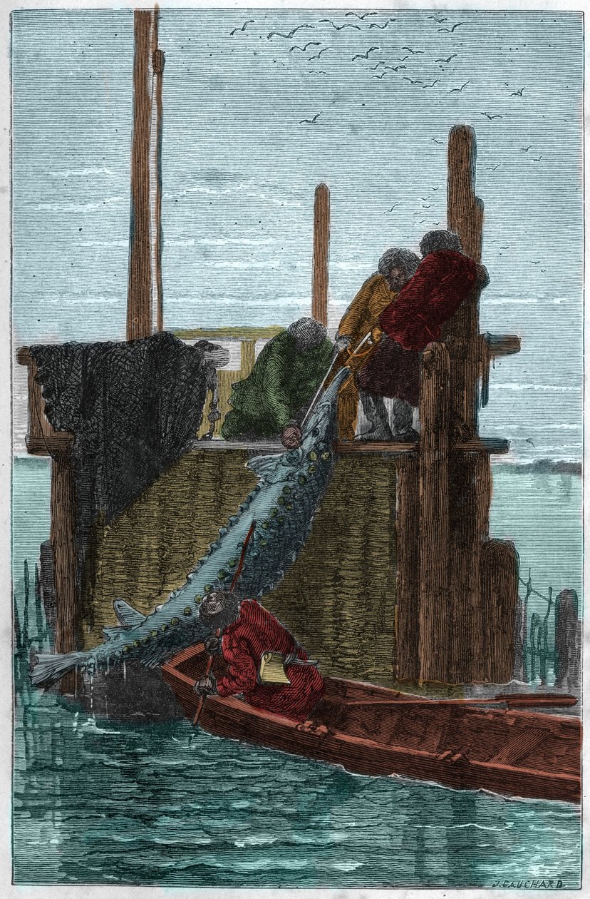 A pesca do Sturgeon no Rio Volga. (Storione) (Acipenser sturio) de Unknown artist