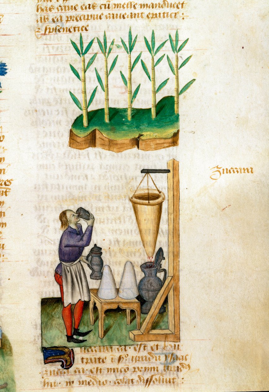 Comerciante de cana de açúcar e cone de açúcar Descrição de plantas medicinais e como prepará-las. Página manuscrita "Tratamentos sobre ervas" (Tractatus de herbis) por Pedanius Dioscorides (Dioscorides) (40-90 d.C.) Lat.1152 de Unknown artist