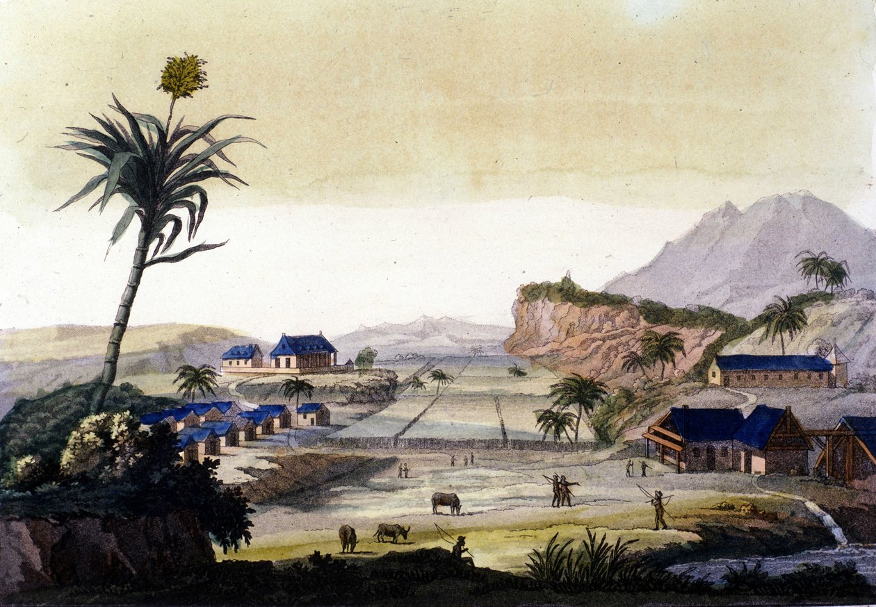 Cultivo da cana de açúcar na América do Sul de Unknown artist