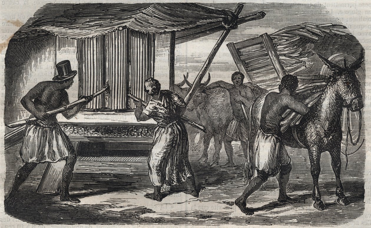 Fabricação de açúcar: uma usina de açúcar de cana em uma fábrica de açúcar nas Índias Ocidentais. Gravura a partir de 1859. de Unknown artist