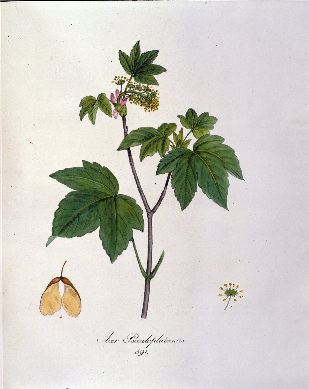 Sycamore Maple Branch. Tábua botânica de um herbário do início do século XIX. de Unknown artist