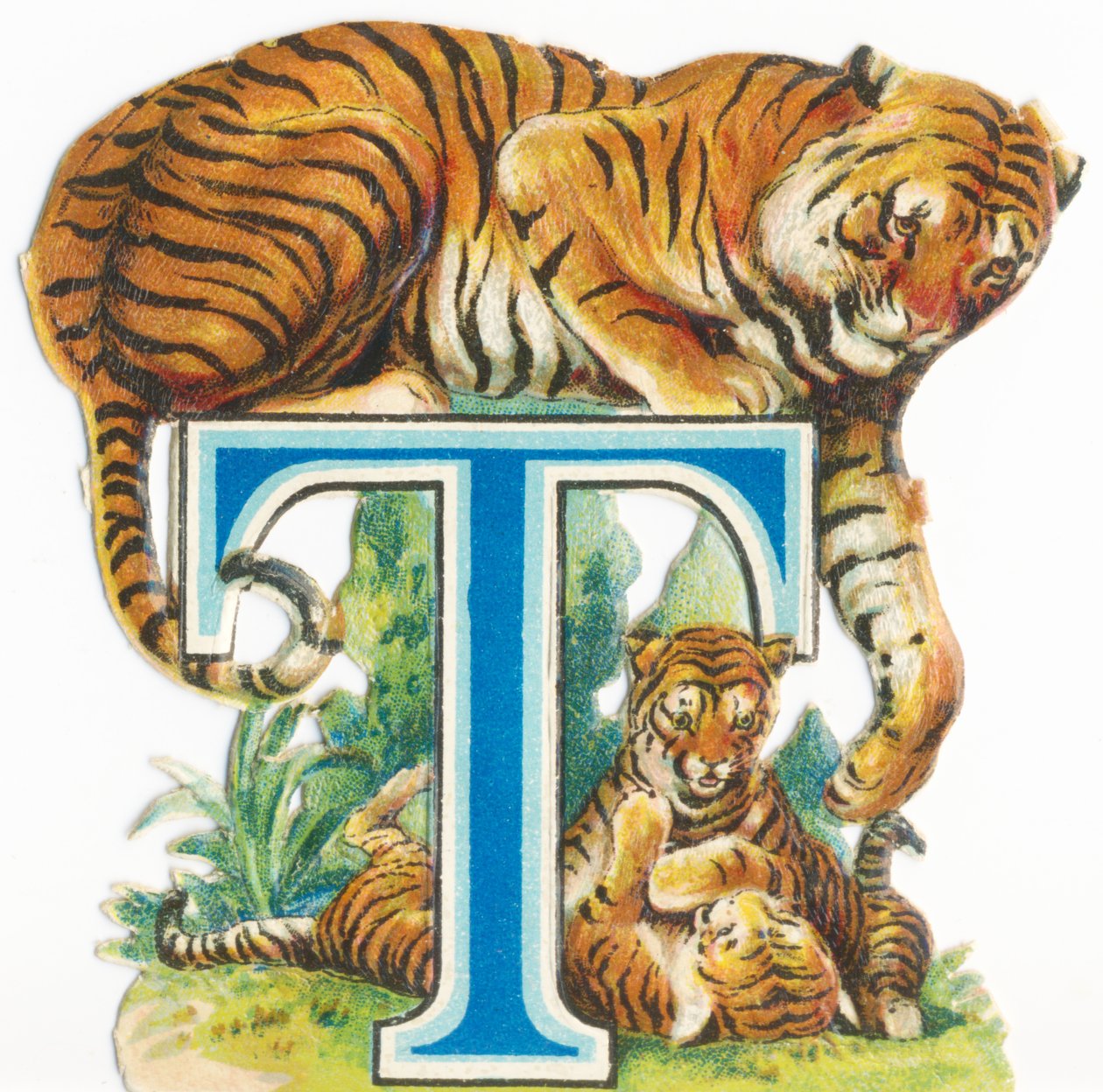 T: Tiger de Unknown artist