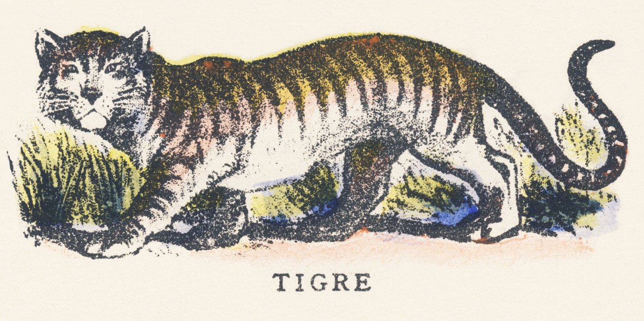 T: tigre de Unknown artist
