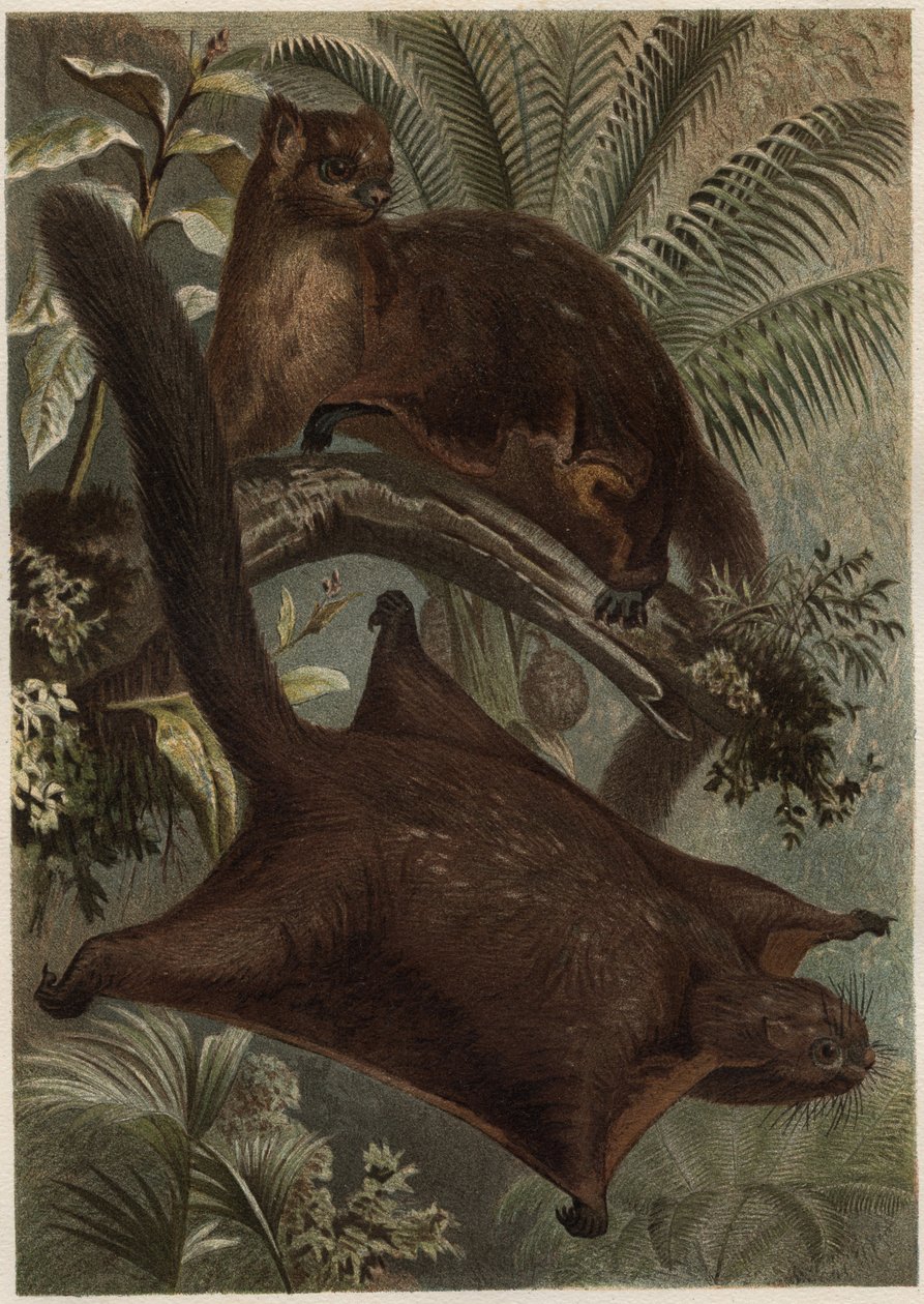 Taguan (esquilo voador) (família Sciuridae) - Esquilo (esquilo voador) - gravura de "Brehm